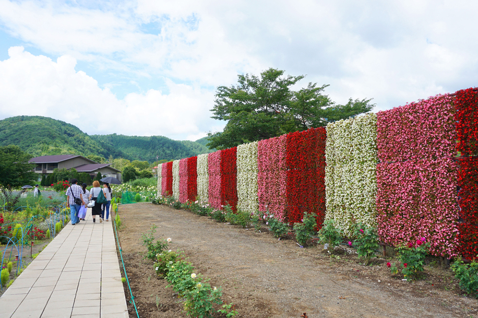living wall in Japan